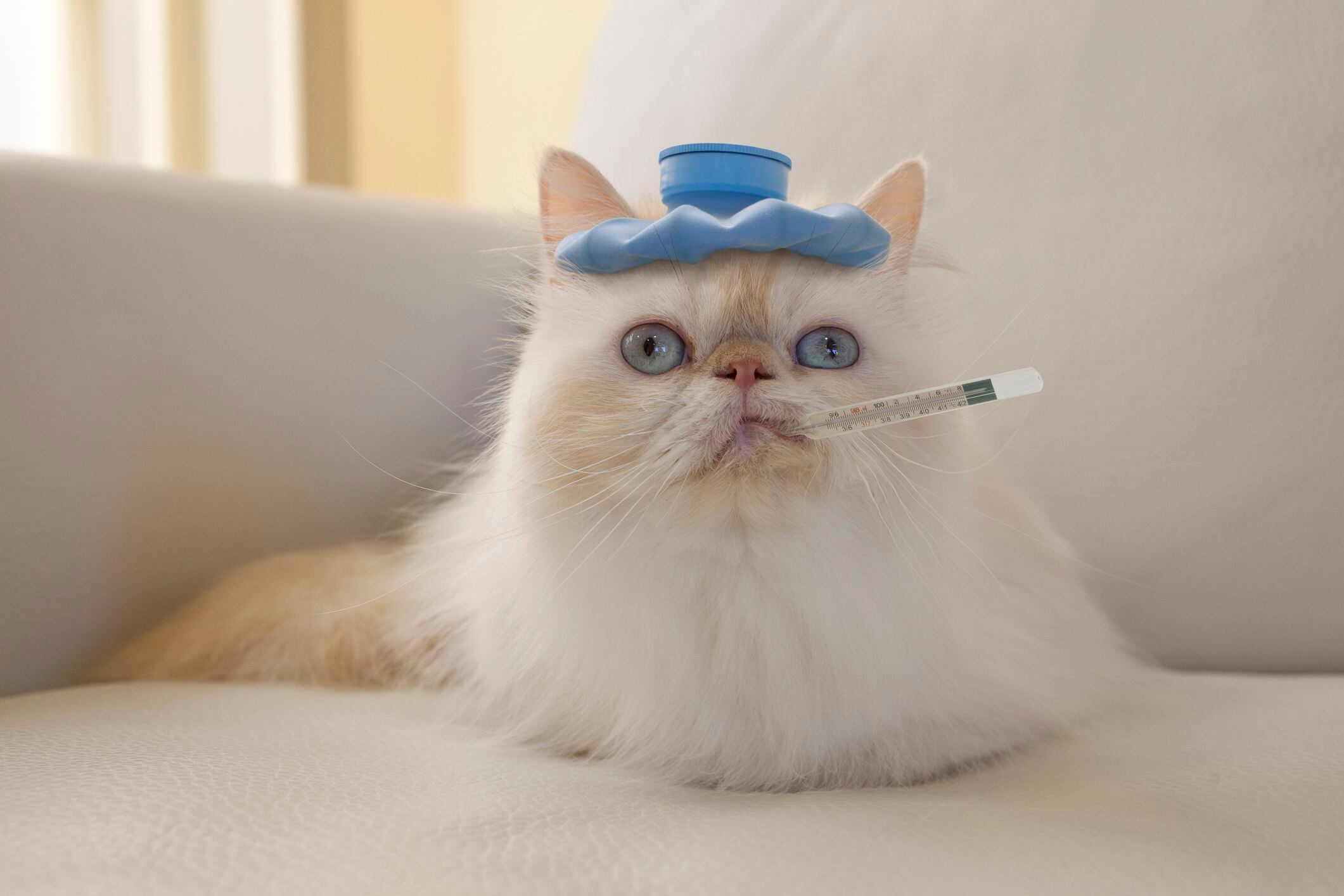 ¿Cómo saber si un gato tiene fiebre?