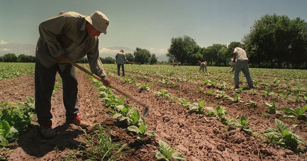Trabajadores rurales de temporada mantienen asignaciones familiares al nivel de la AUH