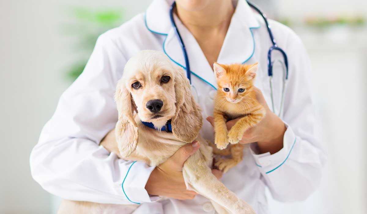 Diabetes en animales: señales de alerta y cuidados para tu mascota